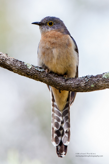 Fan-tailed Cuckoo Lowes Creek Rd Quirindi